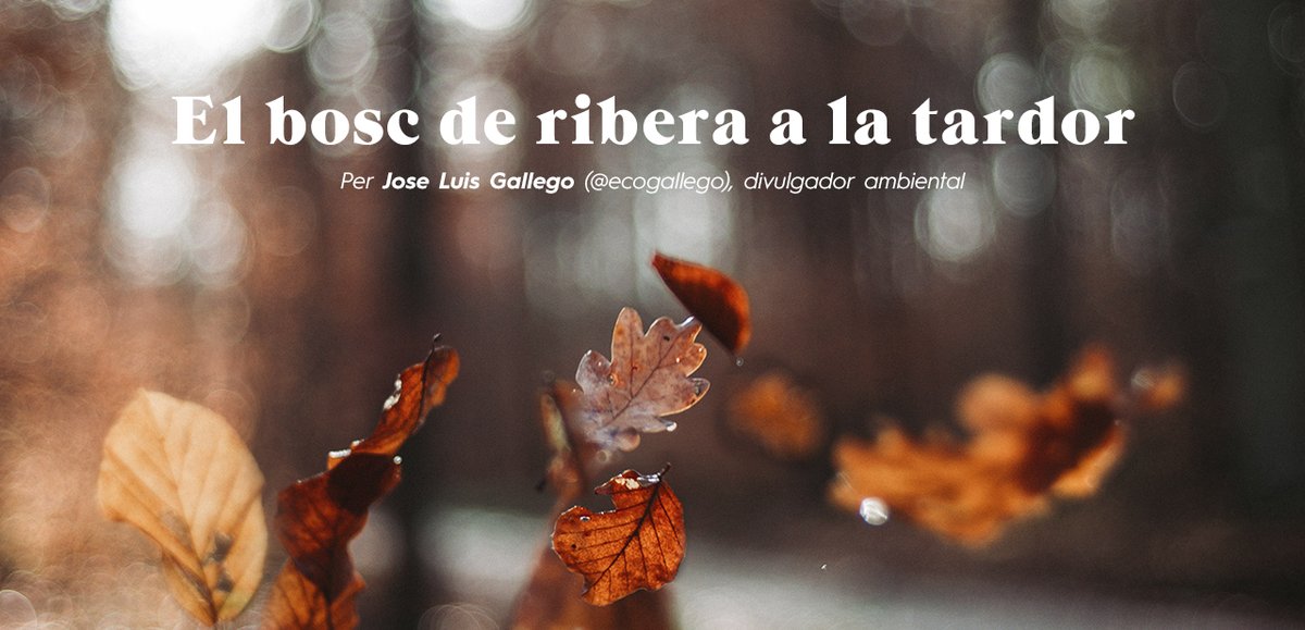 familiatorres's tweet photo. La #tardor és l'estació dels #boscos, especialment els de fulla caduca. #Fagedes, #castanyedes i #nogueredes llueixen per aquestes dates una varietat de colors, del groc a l'ataronjat, i del vermell al daurat: https://t.co/tOsN8yv1OK https://t.co/MUNnGYJUBD
