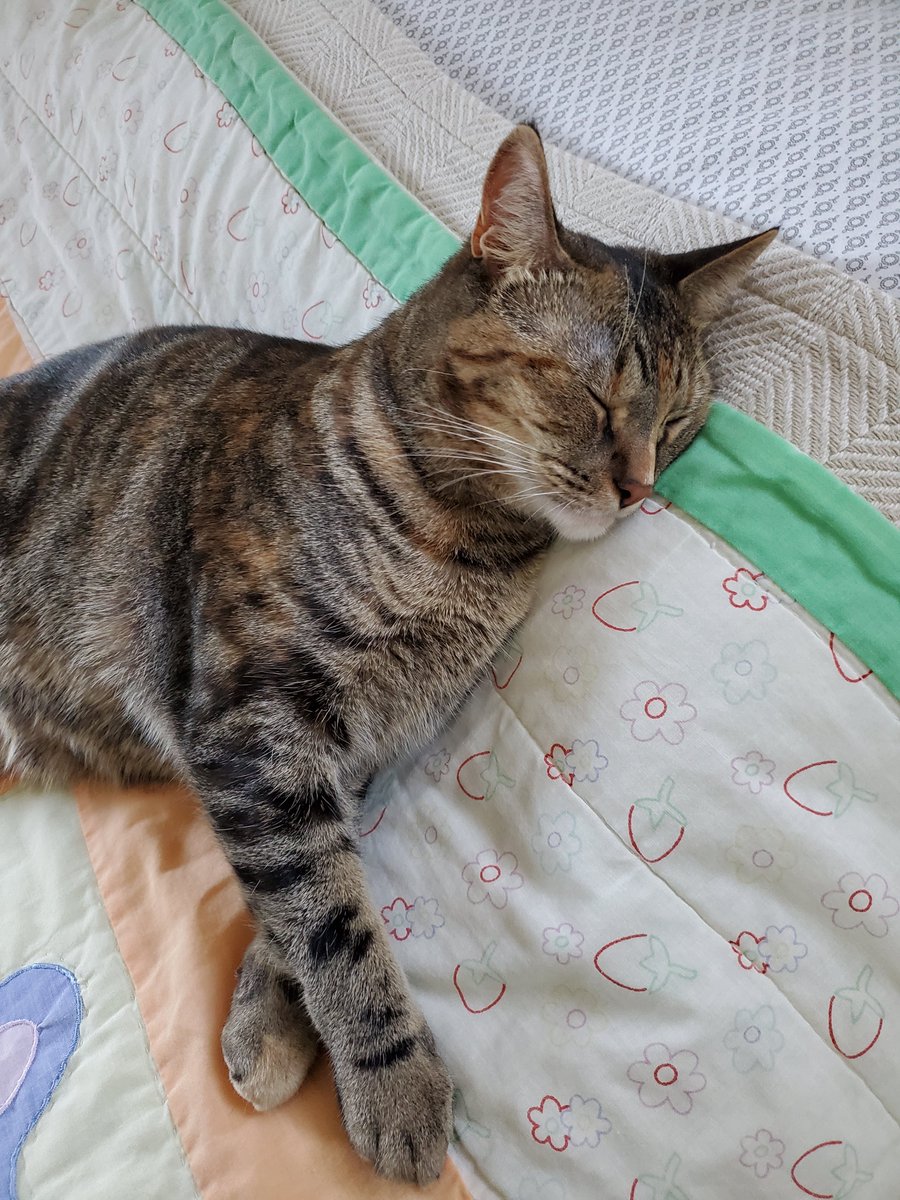 lynbaenisch's tweet photo. Spoiled cat #Maplethecat #CatsOfTwitter https://t.co/KNRpCkN6HW