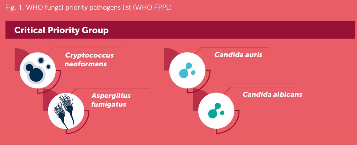 Ana Alastruey (@ana_alastruey) on Twitter photo Fungal Priority Pathogen List #FPPL <a href="/WHO/">World Health Organization (WHO)</a> released! Critical pathogens: Cryptococcus neoformans, Candida auris, Aspergillus fumigatus and Candida albicans <a href="/HatimSati/">Hatim Sati</a> <a href="/_jbeardsley_/">Justin Beardsley</a> <a href="/gaffi_org/">GAFFI</a> <a href="/efisg_escmid/">ESCMID Fungal Infection Study Group (EFISG)</a> <a href="/ISHAM_Mycology/">ISHAM</a> <a href="/eurconfmedmycol/">ECMM</a> <a href="/MSG_ERC/">MSGERC</a> <a href="/gemicomed/">GEMICOMED_seimc</a> Fungal Priority Pathogen List #FPPL <a href="/WHO/">World Health Organization (WHO)</a> released! Critical pathogens: Cryptococcus neoformans, Candida auris, Aspergillus fumigatus and Candida albicans <a href="/HatimSati/">Hatim Sati</a> <a href="/_jbeardsley_/">Justin Beardsley</a> <a href="/gaffi_org/">GAFFI</a> <a href="/efisg_escmid/">ESCMID Fungal Infection Study Group (EFISG)</a> <a href="/ISHAM_Mycology/">ISHAM</a> <a href="/eurconfmedmycol/">ECMM</a> <a href="/MSG_ERC/">MSGERC</a> <a href="/gemicomed/">GEMICOMED_seimc</a>