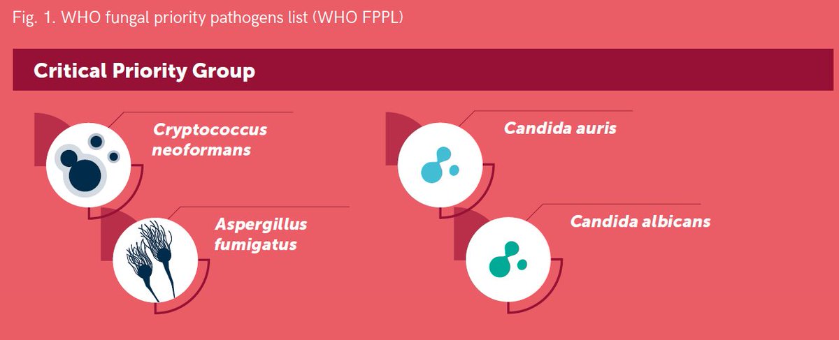 Fungal Priority Pathogen List #FPPL @WHO released! Critical pathogens: Cryptococcus neoformans, Candida auris, Aspergillus fumigatus and Candida albicans @HatimSati @_jbeardsley_ @gaffi_org @efisg_escmid @ISHAM_Mycology @eurconfmedmycol @MSG_ERC @gemicomed