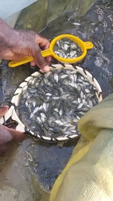 Midza4545's tweet photo. Pond Construction
Nutritional Fish Feeds
Bird Nets
Water treatment and medication
Quality and Durable Damliners
Site visits
Consultations
At affordable prices do get in touch with us on 0712086174 https://t.co/Lb4P3sY1JF