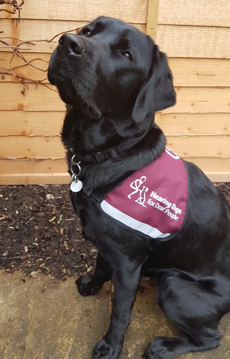 HearingDogs's tweet image. The beautiful hearing dog Vesper rightfully looking very proud in her burgundy jacket 😍🐕‍🦺

Vesper was one of our sponsor puppies and she has grown into the most amazing girl ❤️