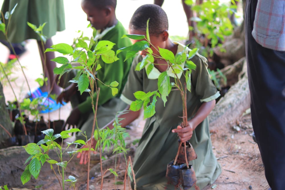 CharityShekinah's tweet photo. We use simple solutions to solve this tough #climatecrisis
One Tree, One child at a time 😊
📸 Kocholia Primary School in Busia County
@evakimathi @KeForestService  @Dedankm @lindamazingira @cookswelljikos , @Workmate  @QuetuStudentsResidence, @NarecNgo @KEFRIHQ https://t.co/r2xMW0bx6P