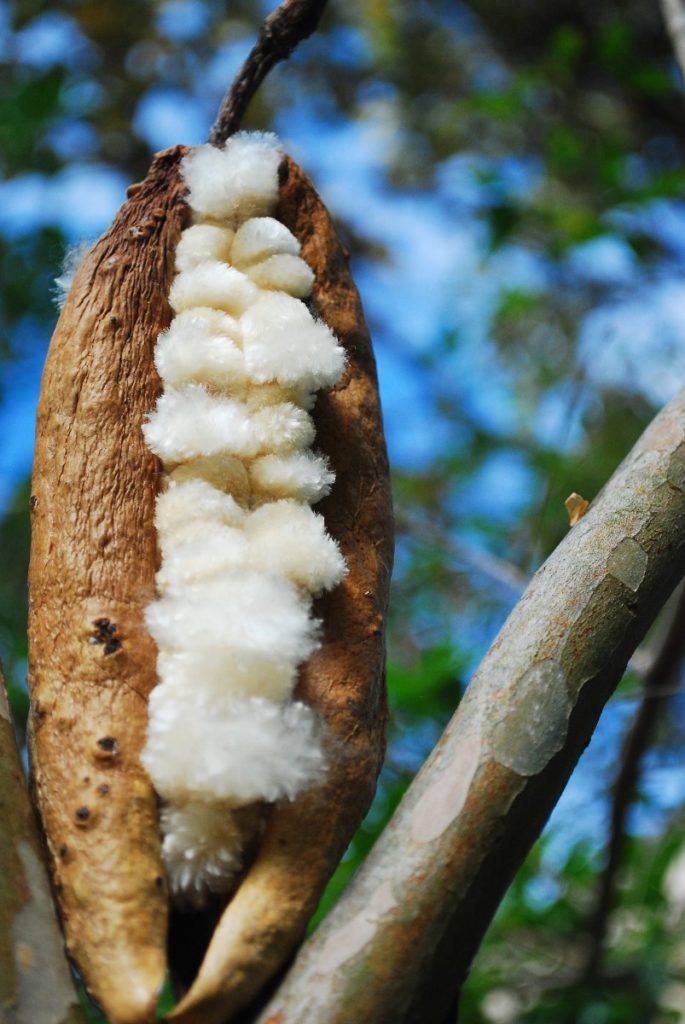 HernanHVM's tweet photo. You also get to enjoy my favorite Neotropical trees and #Malvaceae extraordinaire, ceibas. Mayan legends told of the first humans emerging from a ceiba pod... Can you find the origins of humanity in #SSB2023 at Chamela? Go register and find out! #pochote https://t.co/8Uvynq5yzB