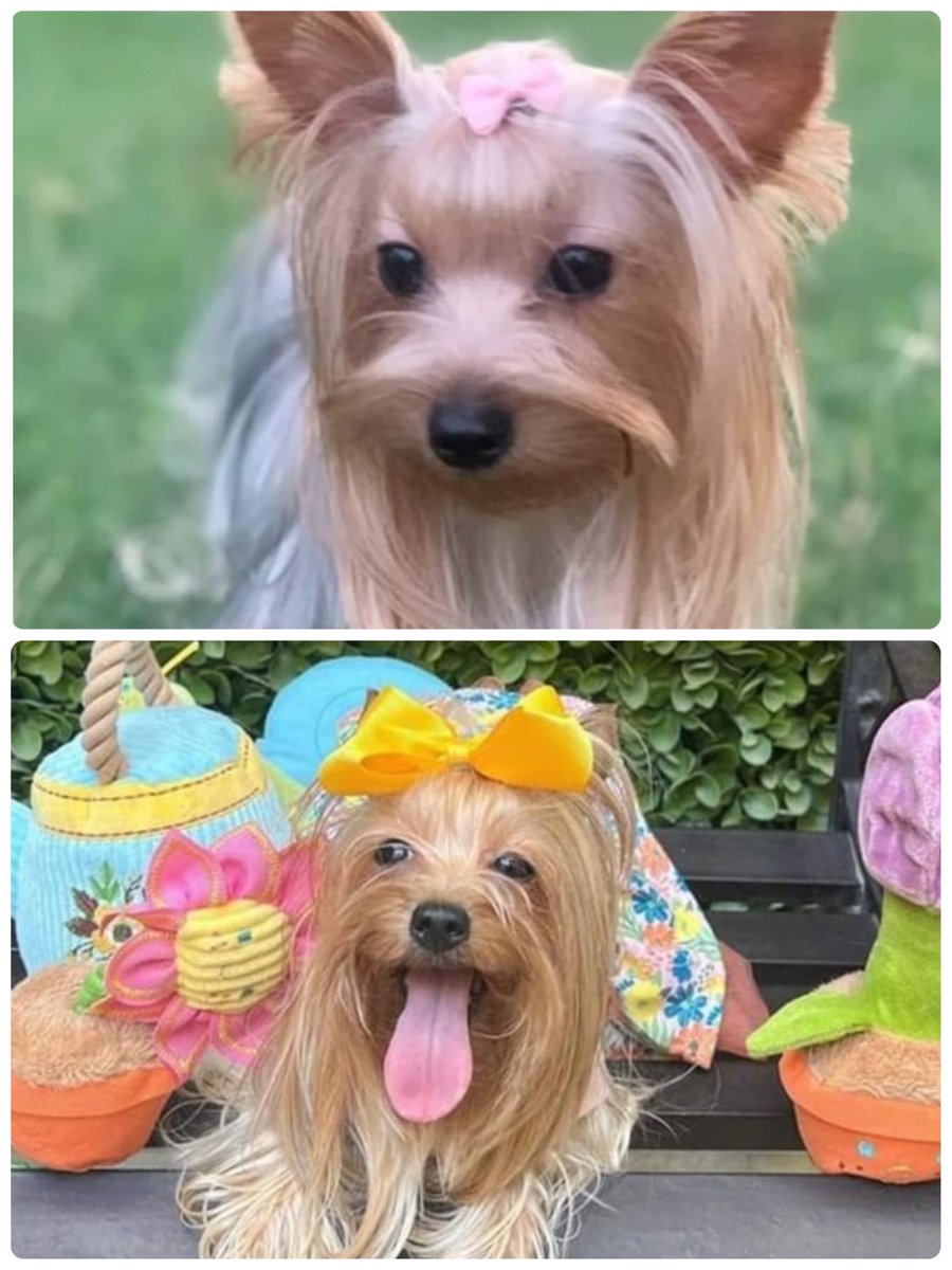 ayuda !! entraron a robar en la col.Obispado no sabemos si se llevaron o dejaron la puerta abierta y Evangeline se salió. Ella es apoyo emocional y compañía. Se ofrece recompensa sin preguntas tel 8114988256 8183966145 @AdoptaUnPerroNL <a href="/Mascotasresgmty/">Mascotas Resguardadas Monterrey, Nuevo León</a>