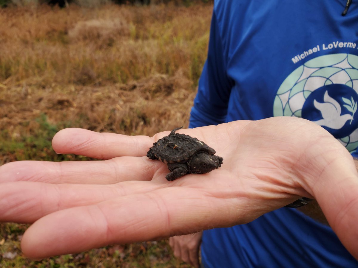 PREPCommunity's tweet photo. Oh snap! Check out this baby snapping turtle and northern water snake that PREP’s Kalle Matso found when he headed north for a walk in the woods with Jon Balanoff. Jon (@AWWA_Lakes) and Kalle were chatting about how PREP and AWWA can work together to protect clean water. https://t.co/zsvVlfmrdx