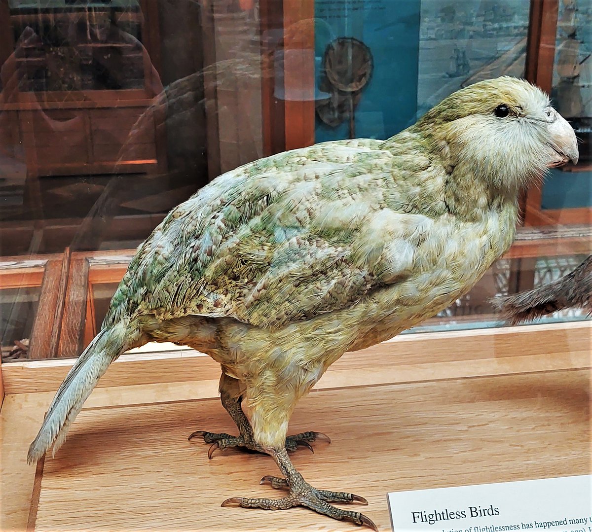 I saw my first kākāpō at <a href="/morethanadodo/">Oxford University Museum of Natural History</a>! 

I've just been reading about this unique flightless bird in <a href="/millieckerr/">Millie Kerr</a>'s new book 'Wilder'. The kākāpō has almost been wiped out in New Zealand due to a combination of habitat loss and threats... [1/2]