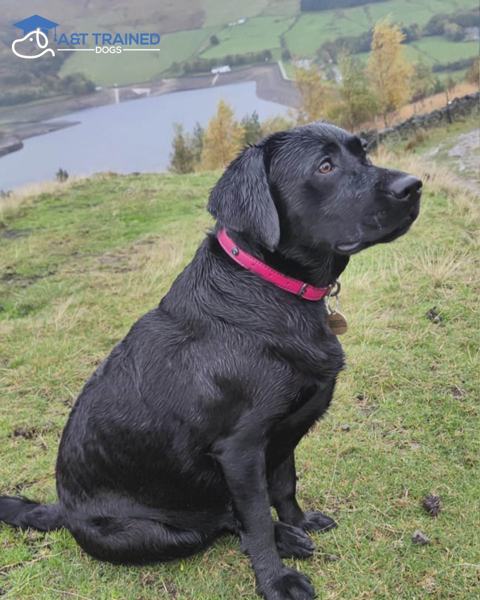 at_traineddogs's tweet photo. Look at Sidney now! 🐶
It's been just over a year since Sidney found her new home. Look at her enjoying her adventures 🥰
#Dogs #Traineddogs #fluffyfriends #attraineddogs #welltrained #lancashire #uk #perfectpet #pet #cute #dogoftheday #Heronswoodcanineretreat https://t.co/o9HiXcF0uu