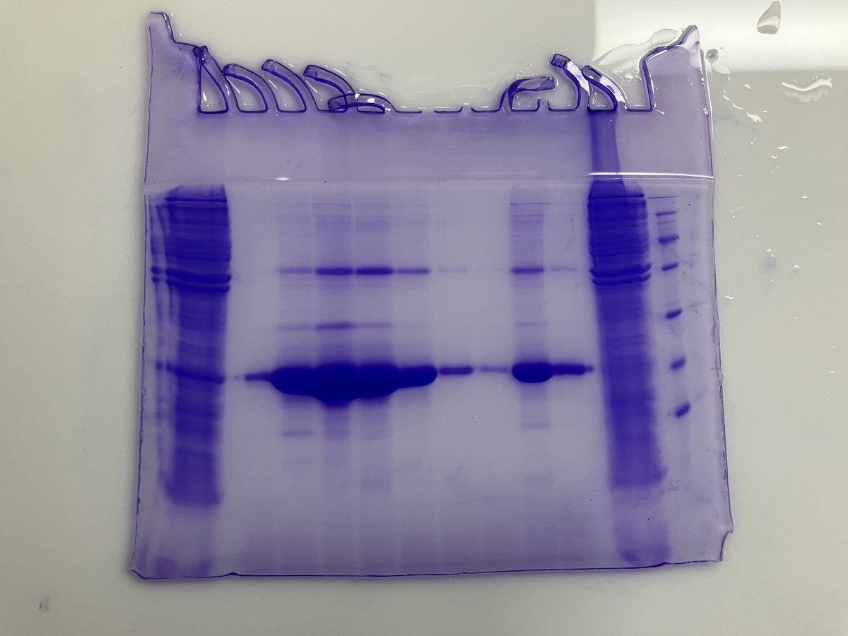 ついに仮配属の３年生が来てくれました。コロナ渦の影響をダイレクトに受けてしまった学年とのことで、ラボライフは、エンジョイして欲しいです。
写真は初めてのヒストン精製（H3.1）。まだ長い道のり。