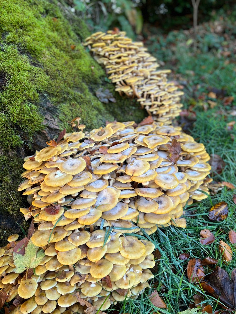 This is it - last week to visit before we close for the year - don't miss natures incredible display of fungi which can be found all over the garden #fungi #autumn #gardens #yorkshire