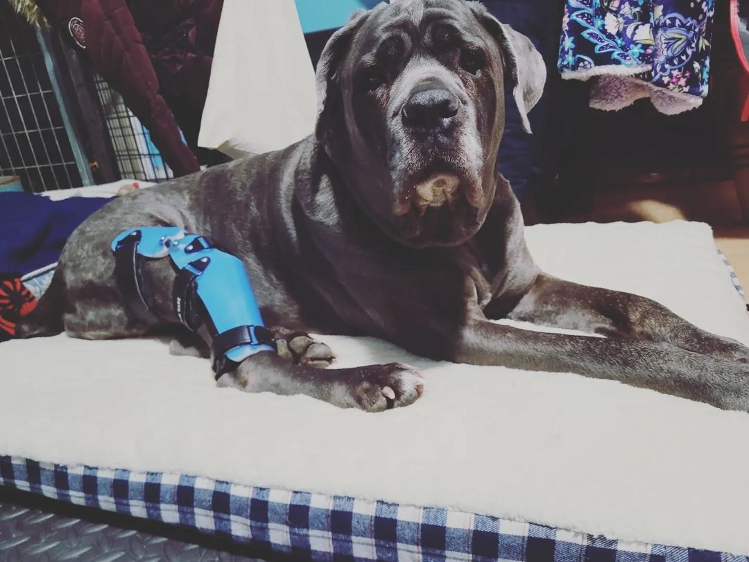 AnimalOrthocare's tweet photo. Titan recovering with his Custom Dog Knee Brace after suffering a CCL tear (doggy version of the ACL of the knee) 💙🐶

Photo Credit: @bigtandfriends

#acltear #dogacl #dogkneebrace #cclinjury #aocpet #animalorthocare #imthecutest #bionicdog #doginjury #dogbrace #dogsofaoc https://t.co/xViwOViLNd