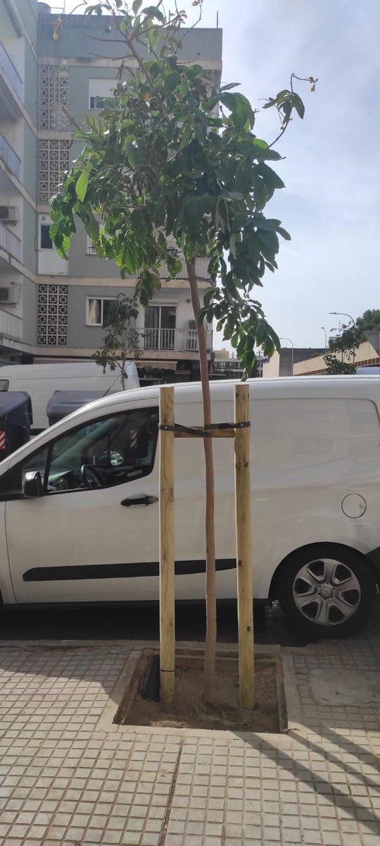 ajuntpalma's tweet photo. ✅Iniciam la sembra de 19 arbres de diferents espècies amb floració colorida al carrer Ocells

🌳Aquesta actuació es deu a la substitució de l’arbrat d’aquest carrer que havia quedat malmès per una plaga i per actes vandàlics

#Objectiu10mil https://t.co/YtqdpTts5p