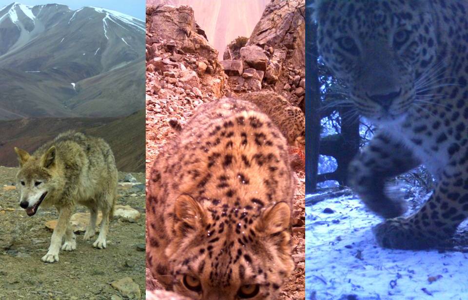 New paper alert !!! We studied the interaction of #snowleopard with #wolf and #commonleopard over seasonal and resource gradient Our study showed that snow leopard's future distribution faces more challenges than habitat loss ( #climatechange ) peerj.com/articles/14277/