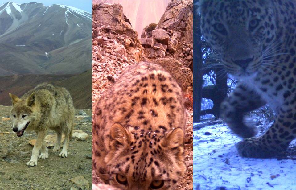New paper alert !!!

We studied the interaction of #snowleopard with #wolf and #commonleopard over seasonal and resource gradient

Our study showed that snow leopard's future distribution faces more challenges than habitat loss ( #climatechange )

peerj.com/articles/14277/