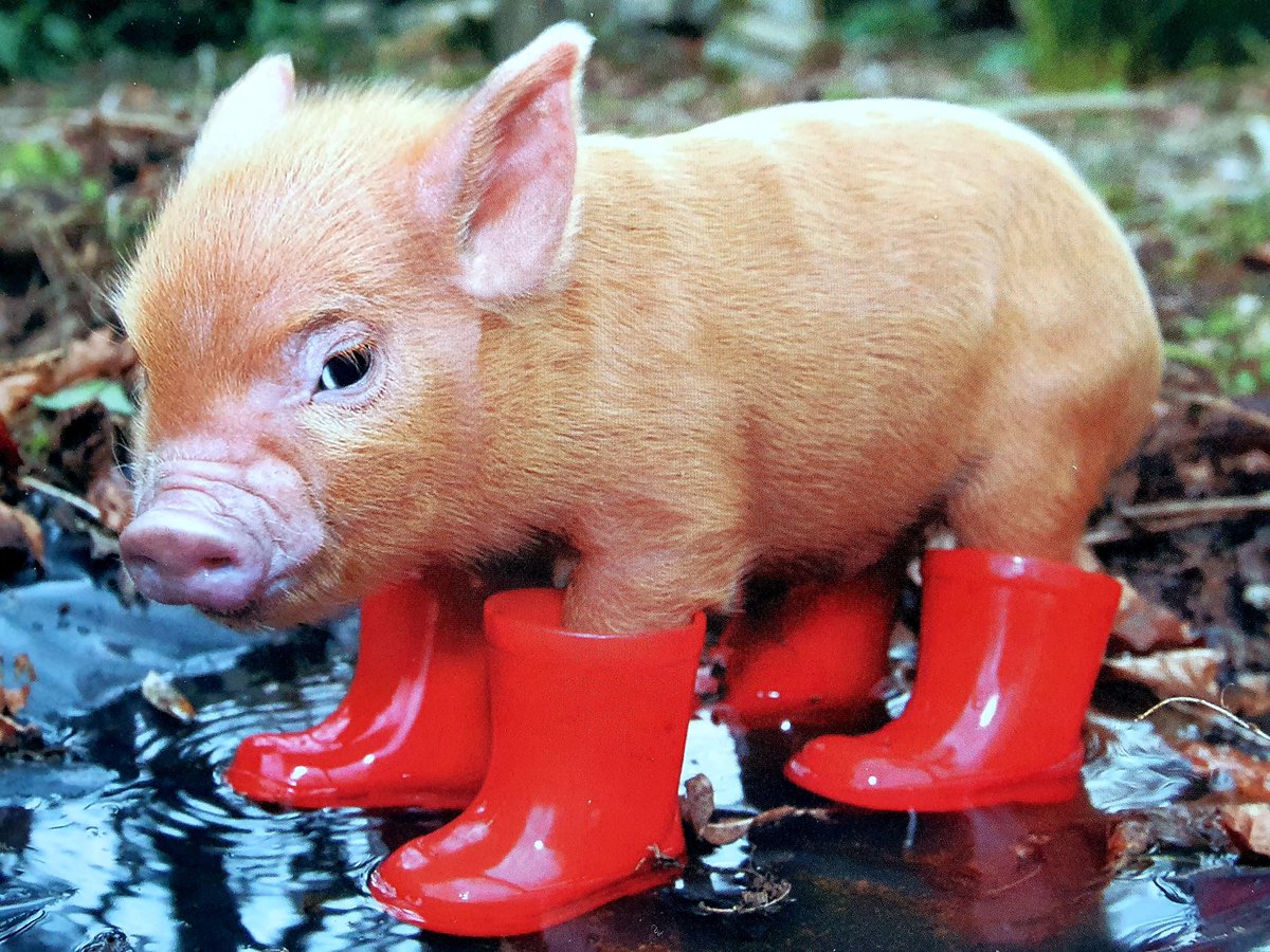 LH_Counsel's tweet photo. Today is #NationalSourestDay. The #NationalDay calendar suggests we wallow in a petulant mood and take sulking to new lows. No way! Here's a pic of a piglet in boots to make you smile. Regular #LighthouseCounsel posting will resume once that frown is turned upside down. https://t.co/8tTw96vxXD
