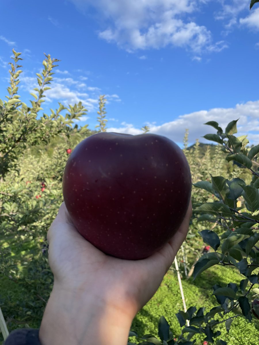 apple_boy1997's tweet photo. 10/26(水)

りんごの販売をします。

18時〜横手近辺
20時〜大曲近辺

気軽にお声がけください〜
(写真は「おいらせ」です。) https://t.co/l6V298VbpR