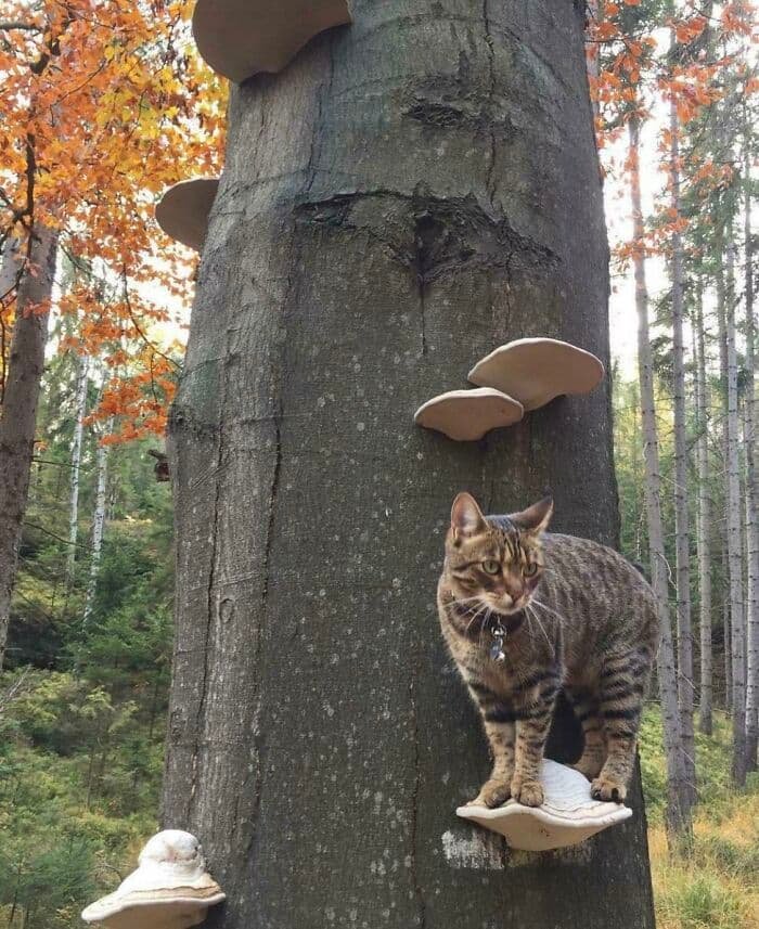 Fungi Loving Feline 🍄

#fungi #fungifreaks #mushrooms #mushroomart #mushroomphotography #mushrooms🍄 #mushroomseason #wildmushrooms #mushroomlovers