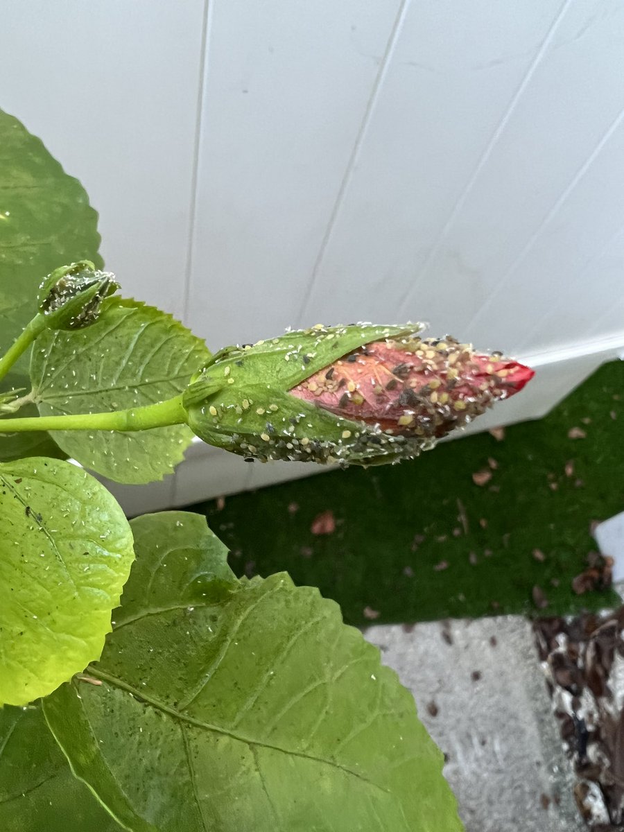 Bullish_NFT420's tweet photo. Anybody know what this could be on my #hibiscus #plant #Flowers?? https://t.co/vl0EqgBTlN