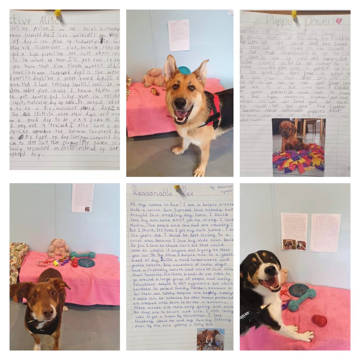 Well done to teacher Mary McMoreland and the incredibly compassionate 4th class @ScoilUrsulaNS #Sligo They wrote letters to our kennel dogs to help them find new homes and emptied their piggy banks to donate to MADRA You are all amazing! 🐶🐾👏🥰 #ThankYou #KindnessMatters