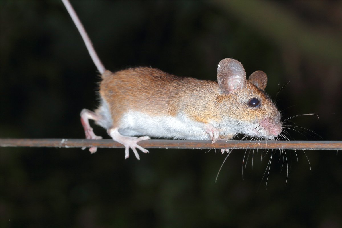 addamzy's tweet photo. @BBCSpringwatch Mouse on my washing line at midnight on route to my bird feeders https://t.co/XZm5giszPw