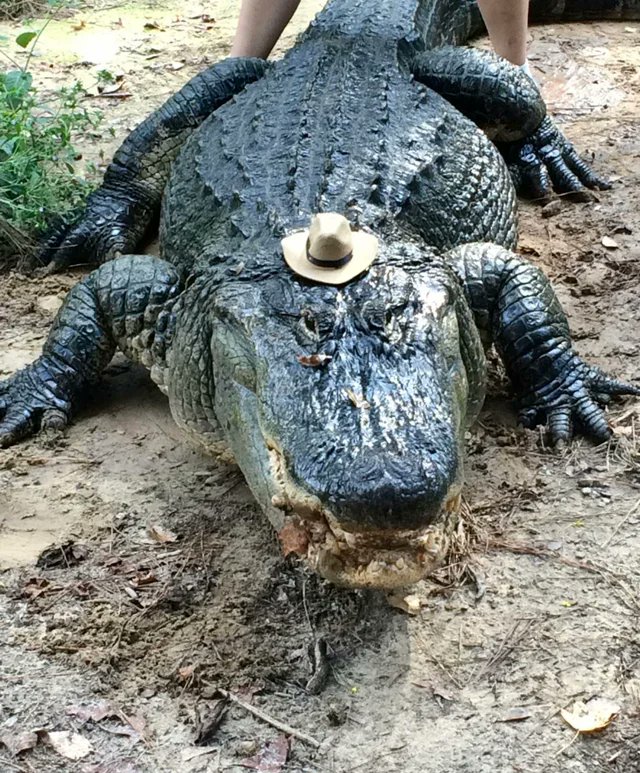 look at him and his little hat