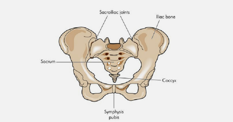 drdozellodc's tweet photo. Two Minutes of Anatomy: Pelvis
Dr Donald Ozello DC
#vegas #chiropractor #chiropractic #sportsmedicine #anatomy #anatomyandphysiology #pelvis #ilium #ischium #pubis #skeleton #axialskeleton #pubicsymphysis #pelvicgirdle #acetabulum #sacroiliacjoint #sijoint https://t.co/3p1Thn5pJ9 https://t.co/EZfIPM00VR