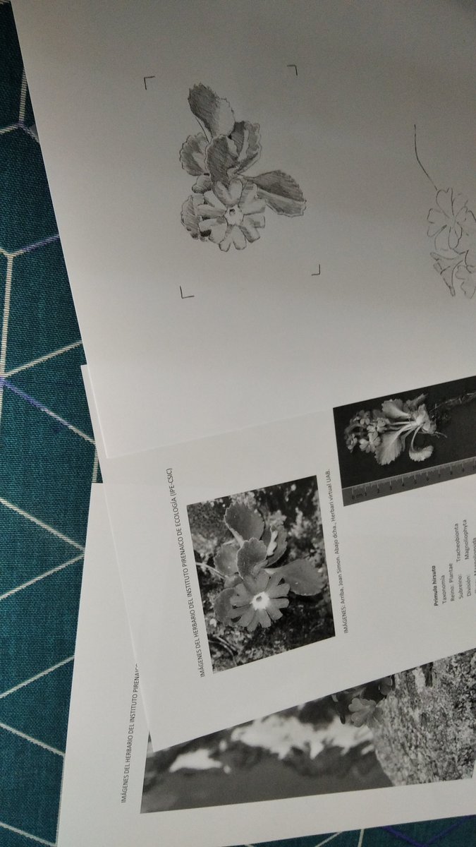 Openpyr's tweet photo. Participando en el taller del proyecto @CiudadCiencia 'La ilustración como herramienta para hacer y divulgar la ciencia', con Irene Cuesta, de @CSICdivulga, en la 1a Semana de la Ciencia del @AytoJaca.  @AragonCsic. @IPE_CSIC . https://t.co/SlfkMFfjxA