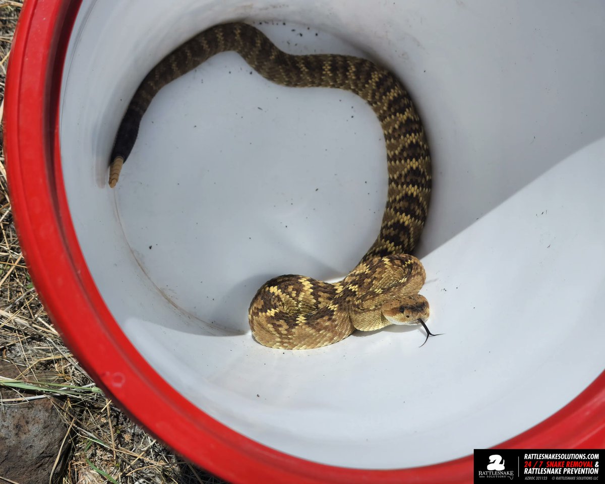Bucket shots! Can you identify each of these snakes? All were found at a home in Arizona and relocated.