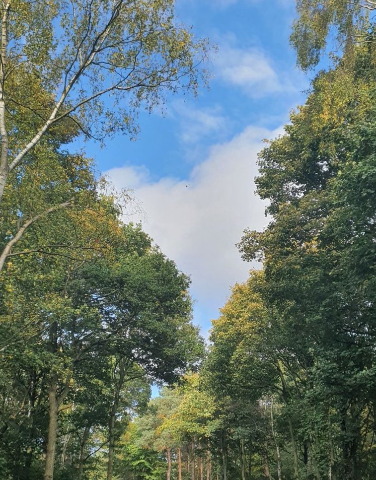 Beautiful Autumn days in the forest 🥰

Read more: bit.ly/3SAA24z