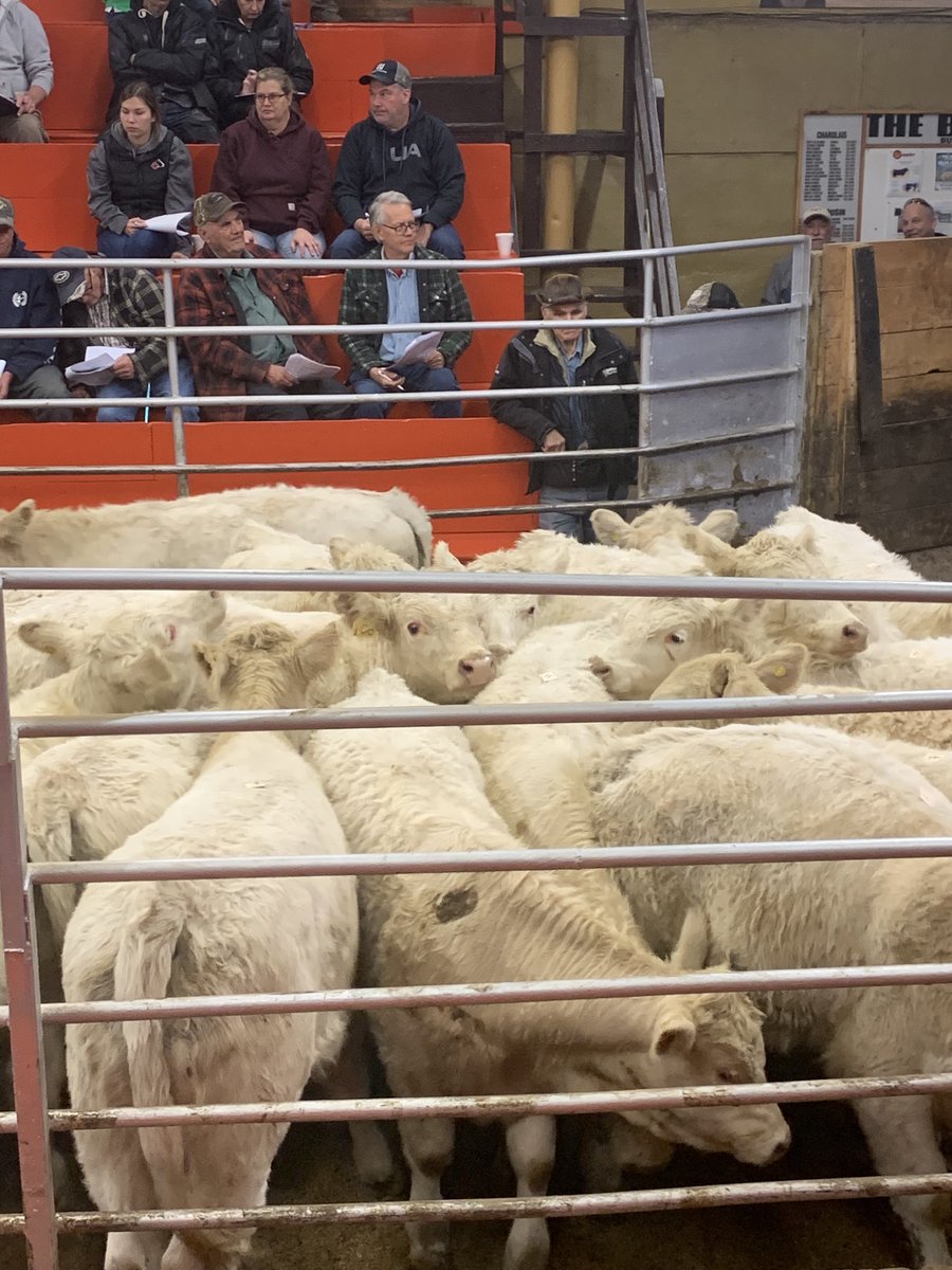 500 lbs steers <a href="/keady/">keady</a> 367.50