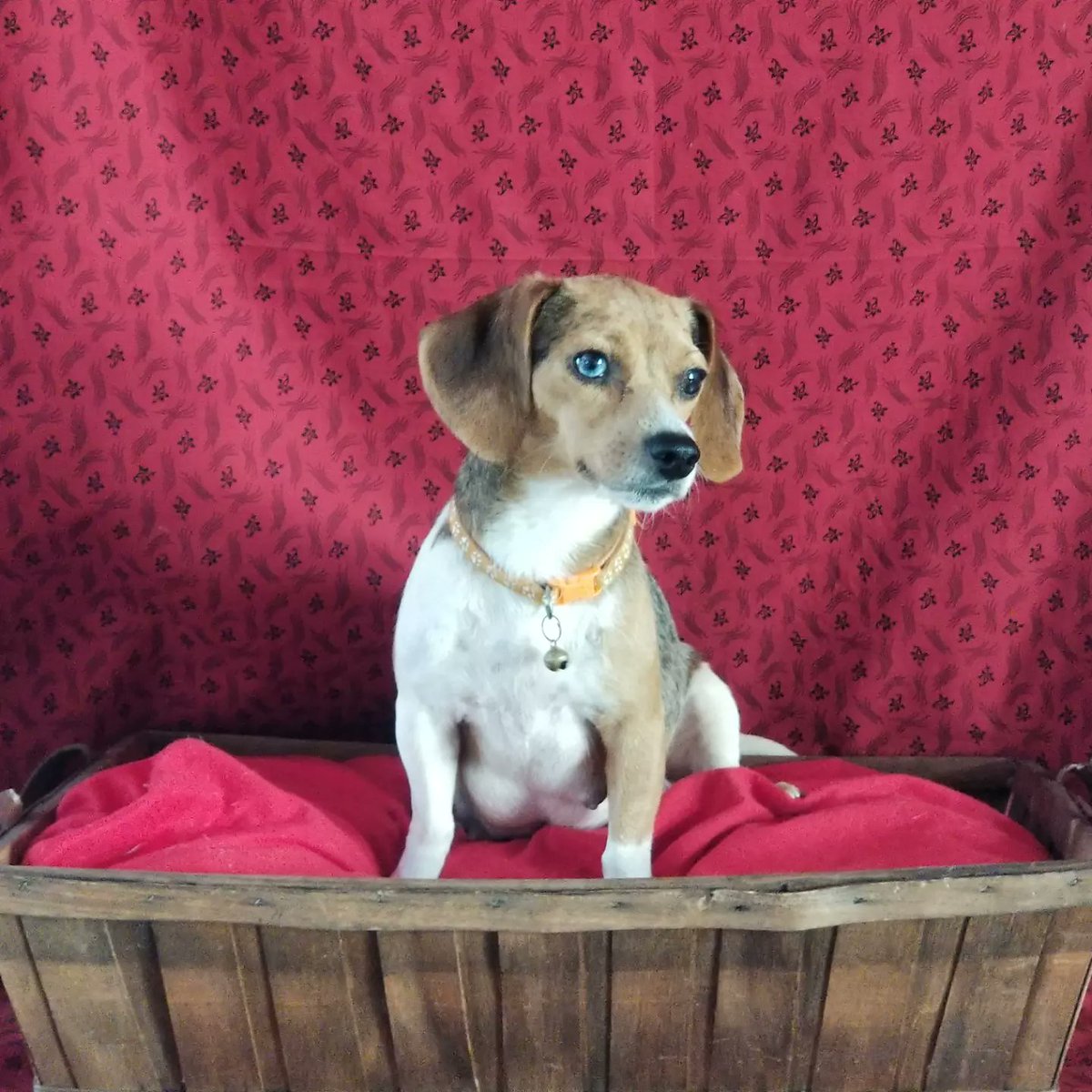 BeaglesCourt's tweet photo. Ruthie wanted to show her babies how to pose.  #harlequinqueenelizabethpocketbeagle #beagle #beaglefacts #goodgirl #pocketbeagle #minibeagle #pixiebeagle #dog #mommadog #beautifulgirl https://t.co/miVSwnyAwz