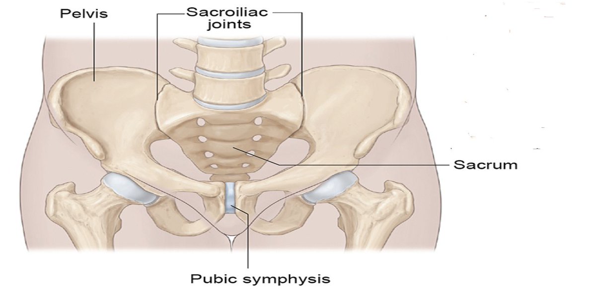drdozellodc's tweet photo. Two Minutes of Anatomy: Pelvis
Dr Donald Ozello DC
#vegas #chiropractor #chiropractic #sportsmedicine #anatomy #anatomyandphysiology #pelvis #ilium #ischium #pubis #skeleton #axialskeleton #pubicsymphysis #pelvicgirdle #acetabulum #sacroiliacjoint #sijoint https://t.co/3p1ThmNOkz https://t.co/kCPV5E6lQY