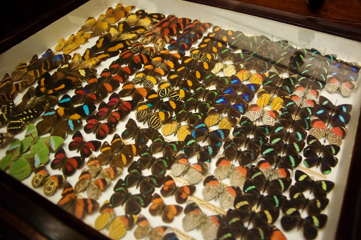 A reminder that the #CFP for our 1st #PhD #ECR Conference is still open! We’re looking for papers on any aspect of the history of natural history. Full details available here: shnh.org.uk/news/call-for-… Deadline 16th December 2022 #NatHist #twitterstorians