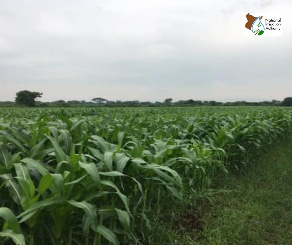 National Irrigation Authority on Twitter "Perkerra Irrigation Scheme