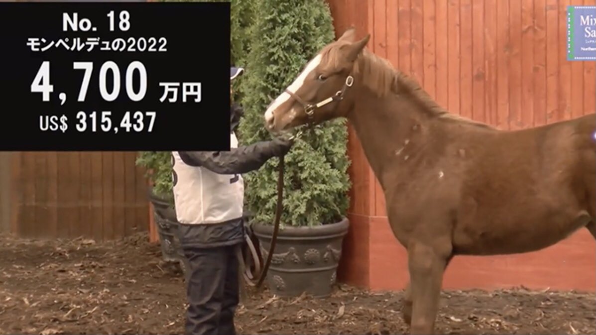 あらあら知らないうちにモンペルデュさんの仔ご購買されていた!
クラブ馬にはならなかったかー、でも応援するぞ💪