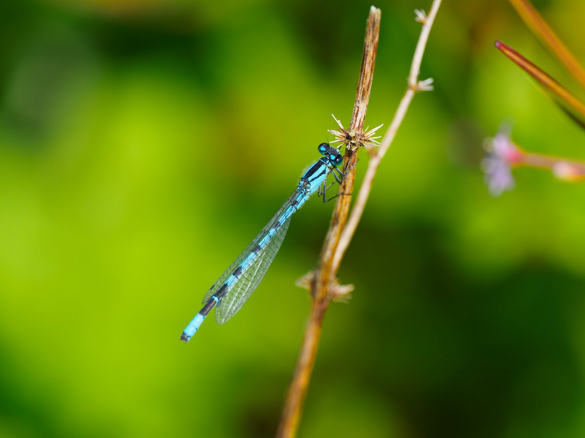 Did you know damselfly in Gaelic is cruinneag? Most damselflies rest with their wings closed and dragonflies rest with their wings spread. A good wee tip to tell the difference if you’re unsure! #Autumnwatch @BBCSpringwatch 📷 Andrew Bielinski