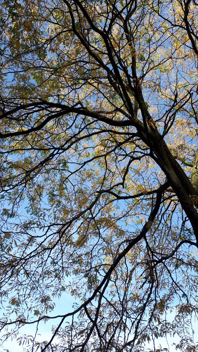 Always look up. #Trees