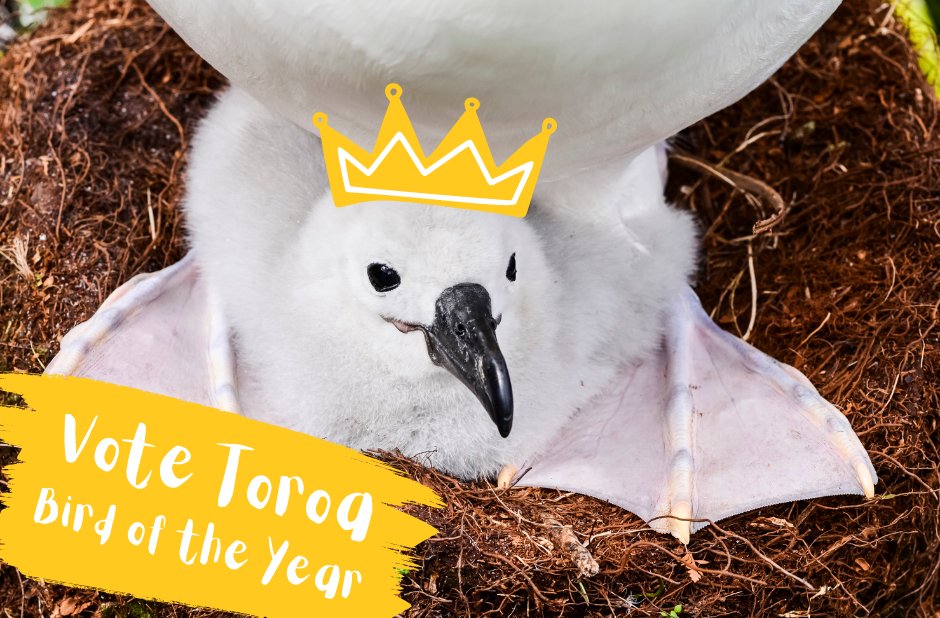 This adorable little Toroa dreams of being crowned Te Manu Rongonui o te Tau/Bird of the Year... you can make this dream come true!

Make sure you vote 1️⃣ Toroa by Sun 30 Oct birdoftheyear.org.nz

<a href="/Forest_and_Bird/">Forest & Bird</a>  <a href="/VoteToroa/">Antipodean Albatross for NZ Bird of the Year</a>
#VoteToroa #BirdOfTheYear
📷: Kyle Robinson