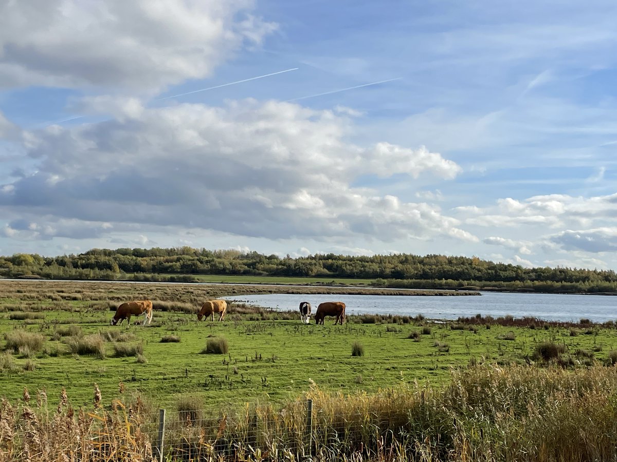 Springborn21's tweet photo. You’ve no idea how much I needed this…. and I had a cream cake when I got home.
#Birdwatching #Yorkshire #GreedyMoo https://t.co/Y3tQdwSCFJ