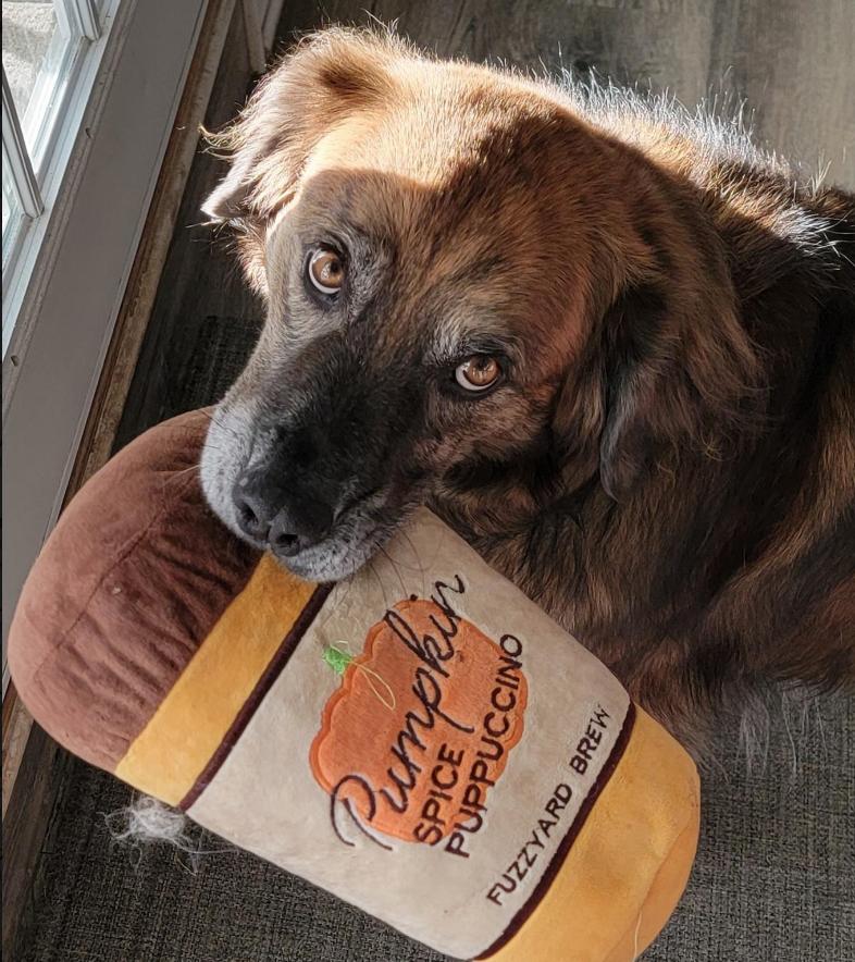 Unsolicited Dog Pics tweet media