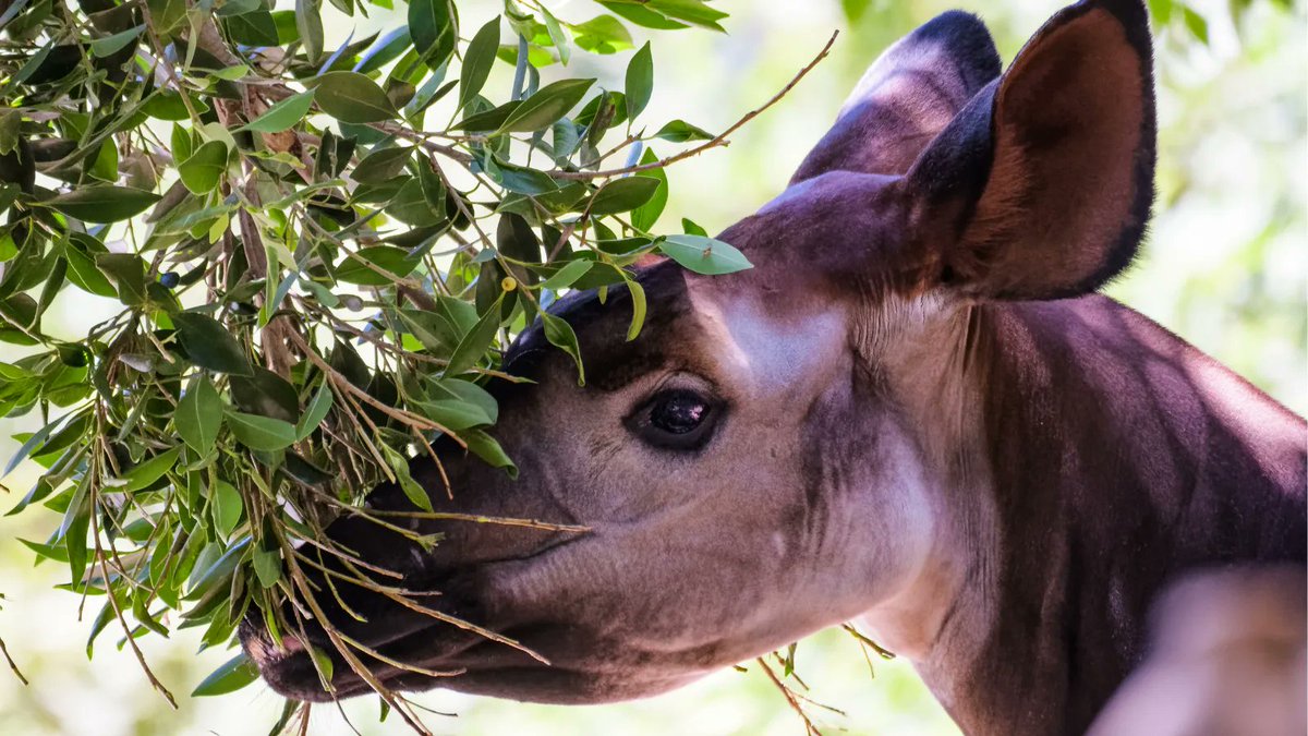 Dreams do come true! Check out Disney's conversation with okapi Animal Keeper, Mori, as she shares her inspiring journey of caring for and protecting okapi.  Thank you Mori! buff.ly/3eRBoKo