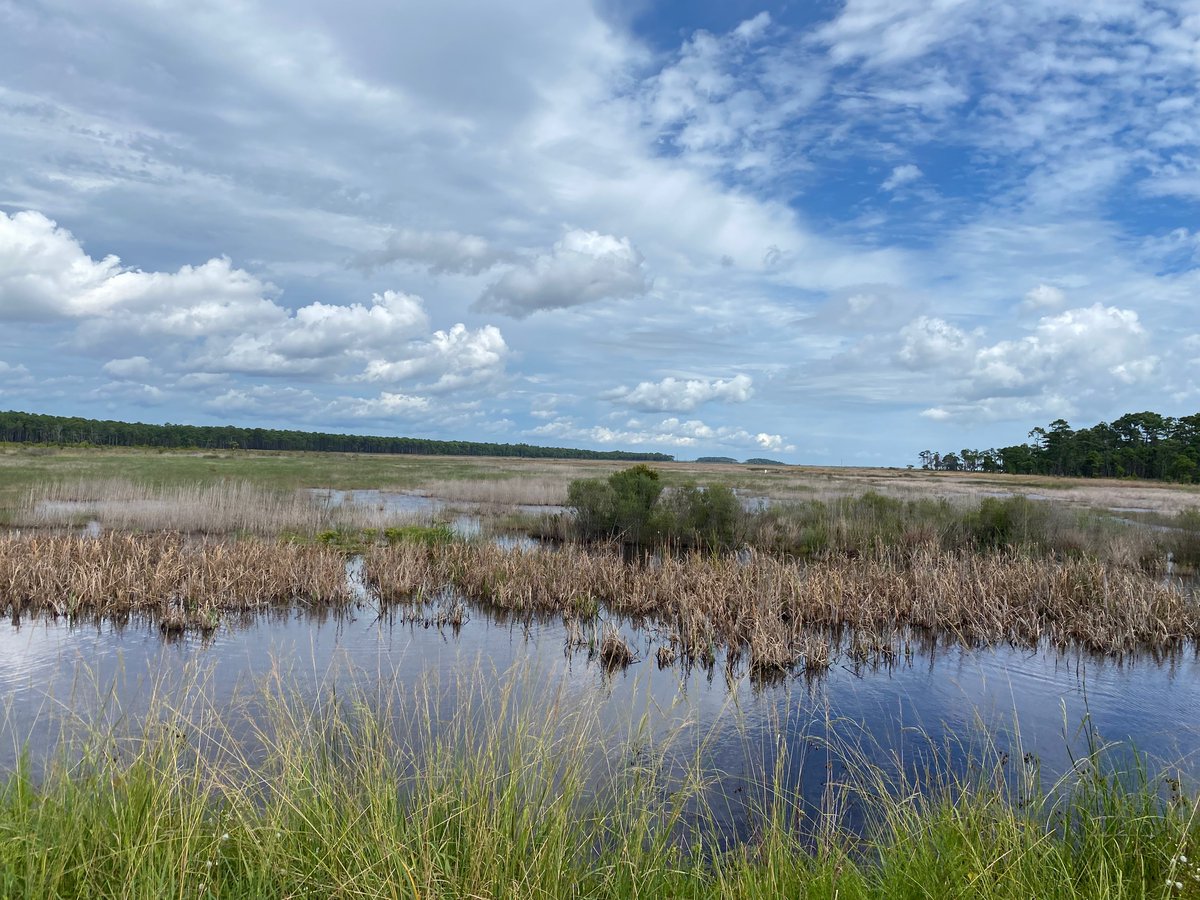 ClemsonBaruch's tweet photo. Interested in working on beautiful #SC Coast as full-time research technician on #coastalecology?  Pls contact #DrJamieDuberstein jdubers@clemson.edu @ClemsonBaruch for application details. Closes 31 Oct! @DrEcoMaz @ClemsonCAFLS @BenthosNews @AmFisheriesSoc https://t.co/KOcLk0PiPK
