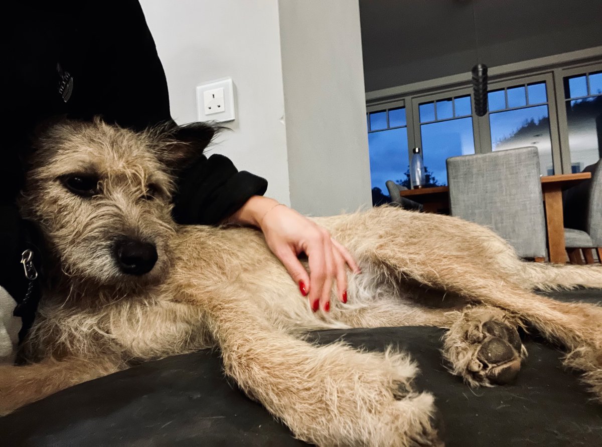steffiselbie's tweet photo. It’s #NationalDogAdoptionDay 
Please adopt, not shop for a fur baby! So many wonderful #dogs  out there needing homes. #AdoptDontShop #Rescue #RescueDogs #RescueIsMyFavouriteBreed 

My sweet girl, I adopted Poppy 2 &amp; 1/2 years ago, the most amazing little girl I could ask for ❤️ https://t.co/VAV8ZDWnSt