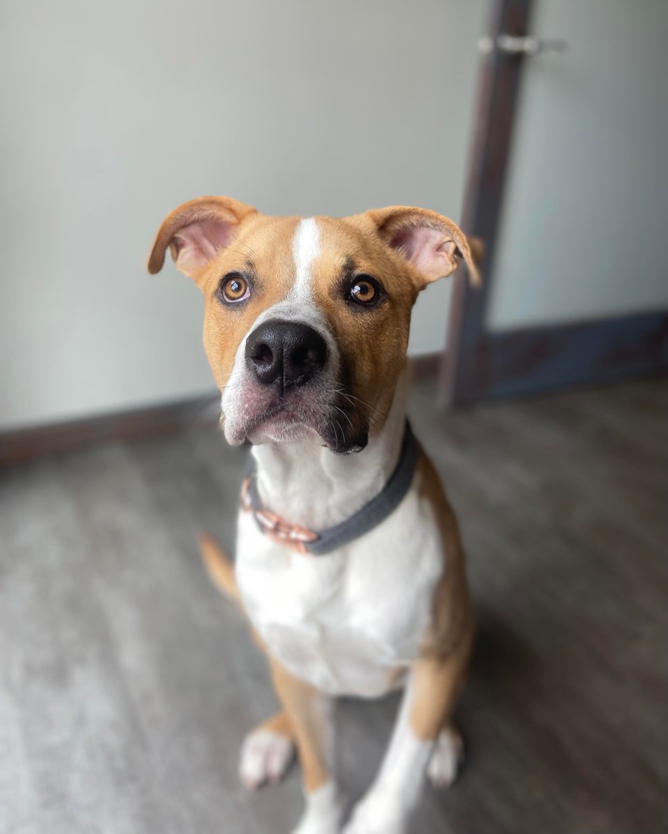 Can Stevia Kill A Dog