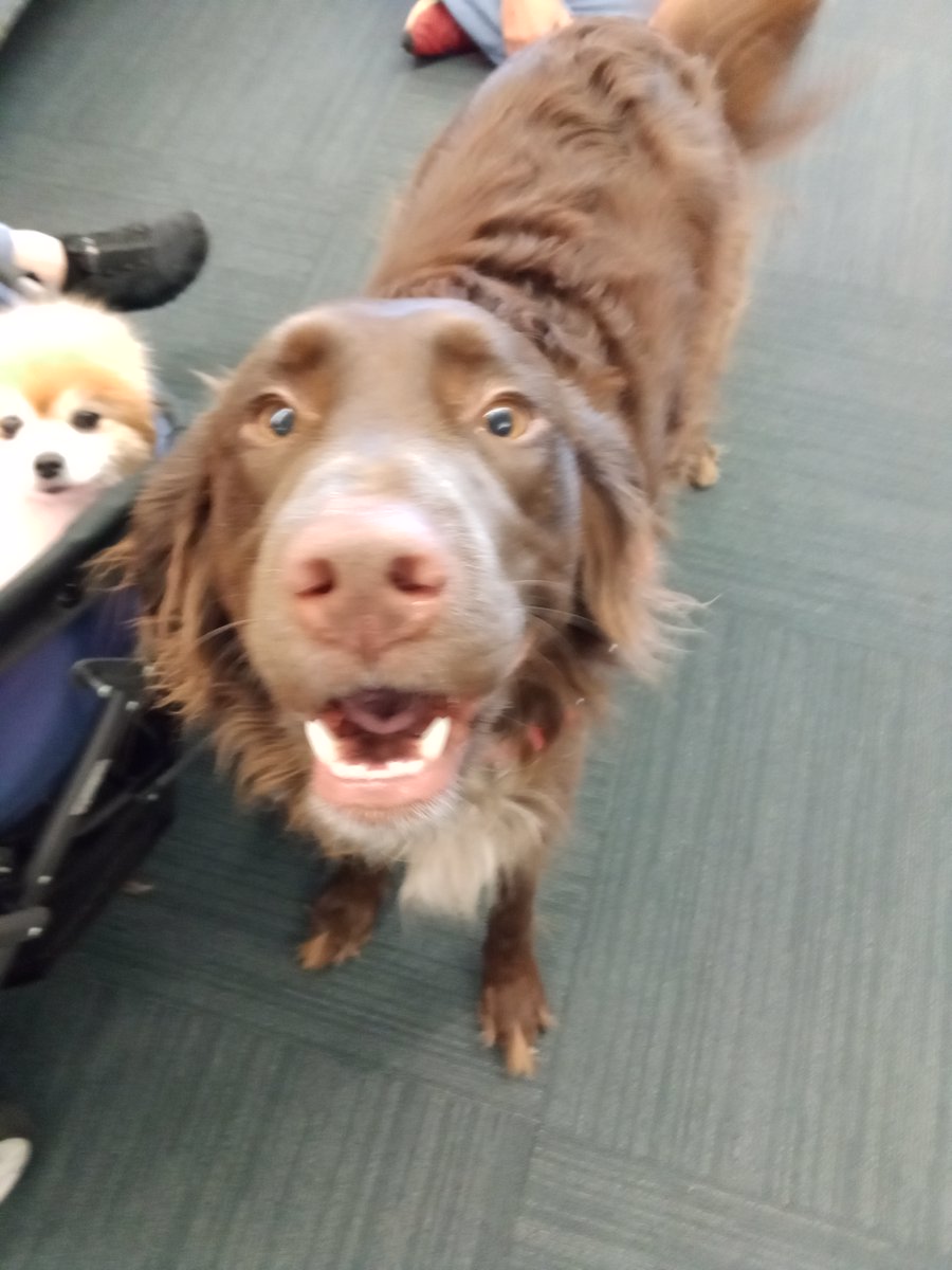 AmandaBSchill's tweet photo. There are dogs in the NWC Library!  If y'all are on south campus, come pet the puppies! https://t.co/PzWMzP6BTt