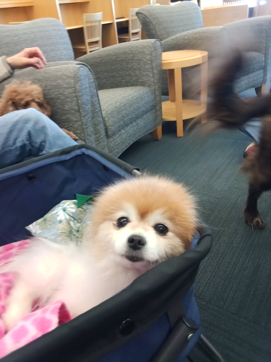 AmandaBSchill's tweet photo. There are dogs in the NWC Library!  If y'all are on south campus, come pet the puppies! https://t.co/PzWMzP6BTt