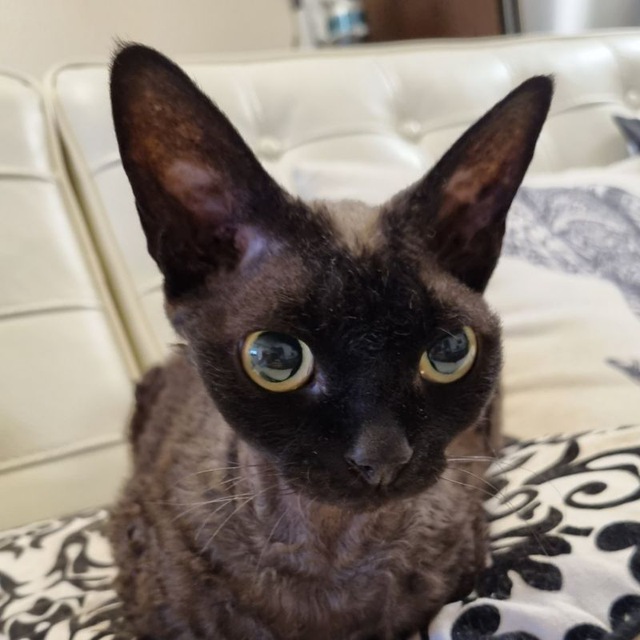 Mags791's tweet photo. Come join #proteoDeFi
https://t.co/dqfLJf4UGp
We have a talking cat ๐ฑ, no kidding!
He spends most of his awake time in the channel. Always purrrrfectly polite, funny and welcoming
If you spot him, please reply with "Protello, and he will thank you with a
PURRRRR ๐ https://t.co/HrZ5E46SHN