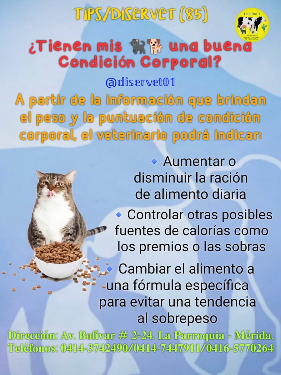 diservet01's tweet photo. 3️⃣Recomendamos consultar a tu veterinario sobre la condición corporal ideal de tu 🐈⬛🐕, para identificar factores de riesgo e indicar medidas preventivas
@diservet01 #TipsDiservet #condicioncorporal #petlovers
#consultaveterinaria @mvreinaldorivas https://t.co/tMszQ3Mpf0