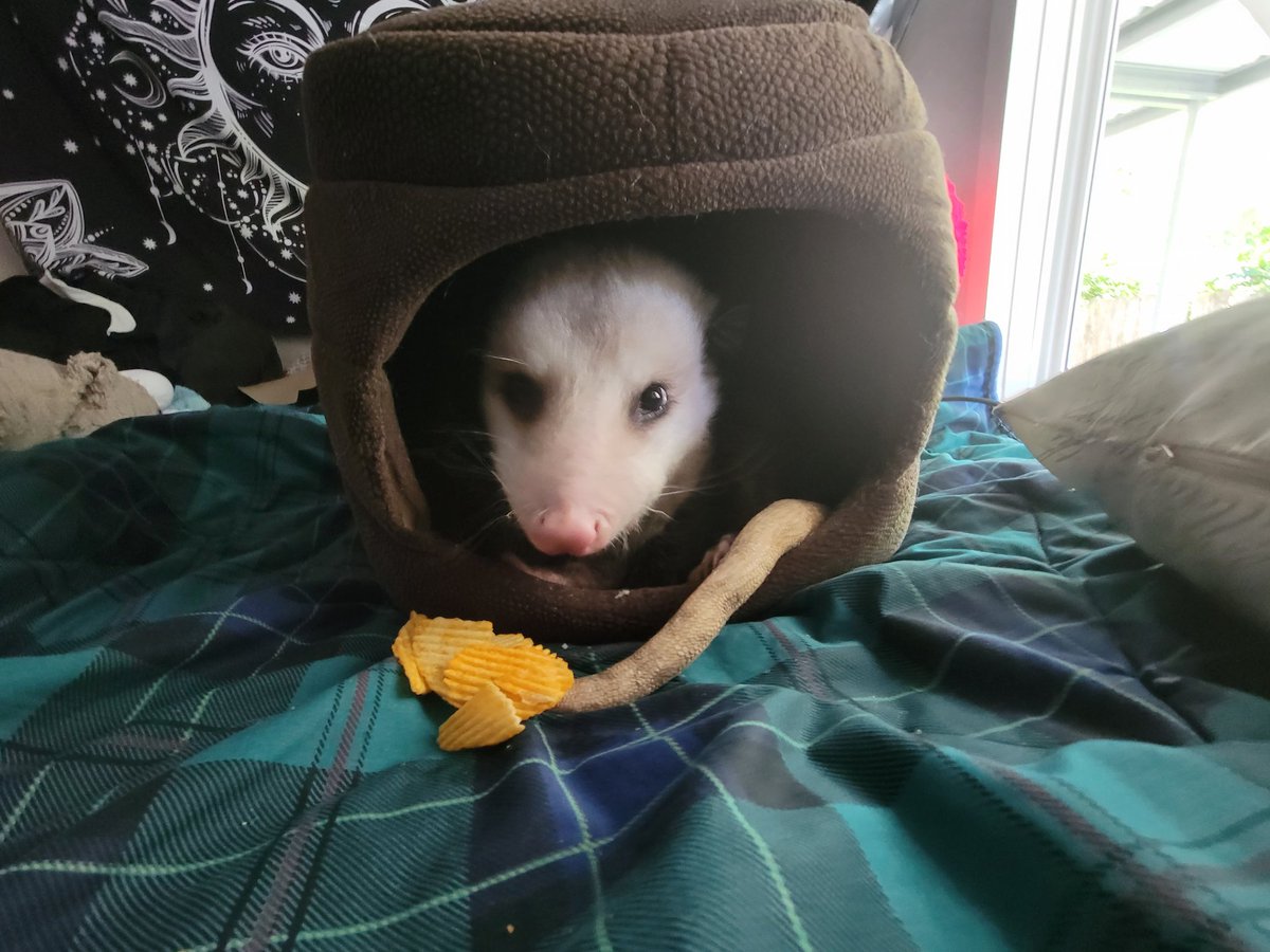 MiaandEpsom's tweet photo. When you try to sneak chips and even Epsom Wakes up from a dead sleep to come try to take some so you give him some in hopes he will leave yours alone >.>
#snacktime #crittermom #possum #possumcrew #deadsleep #why https://t.co/ITLvc5M9WC