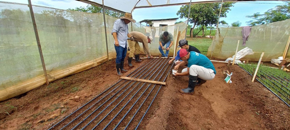 CIA Azuero | dentro del proyecto: Investigación e Innovación de Hortalizas en el Arco Seco - #Panamá, se realizó el seguimiento del proceso de producción según etapa fenológica del cultivos desde el establecimiento de los semilleros con cuatro variedades promisorias de cebolla 🧅